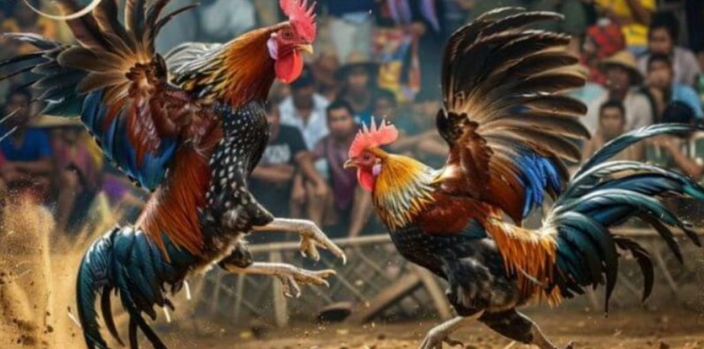 Các mẹo chơi chọi gà Thomo thành công
