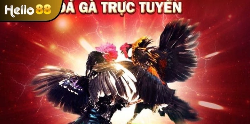 Điểm qua các thể loại đá gà phổ biến 